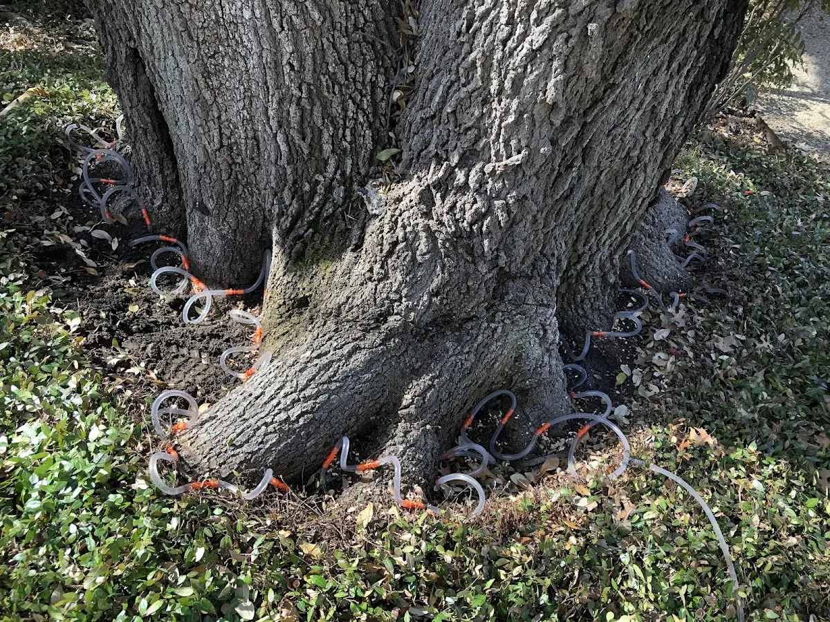 Detailed Tree Cabling and Bracing job site in Englewood