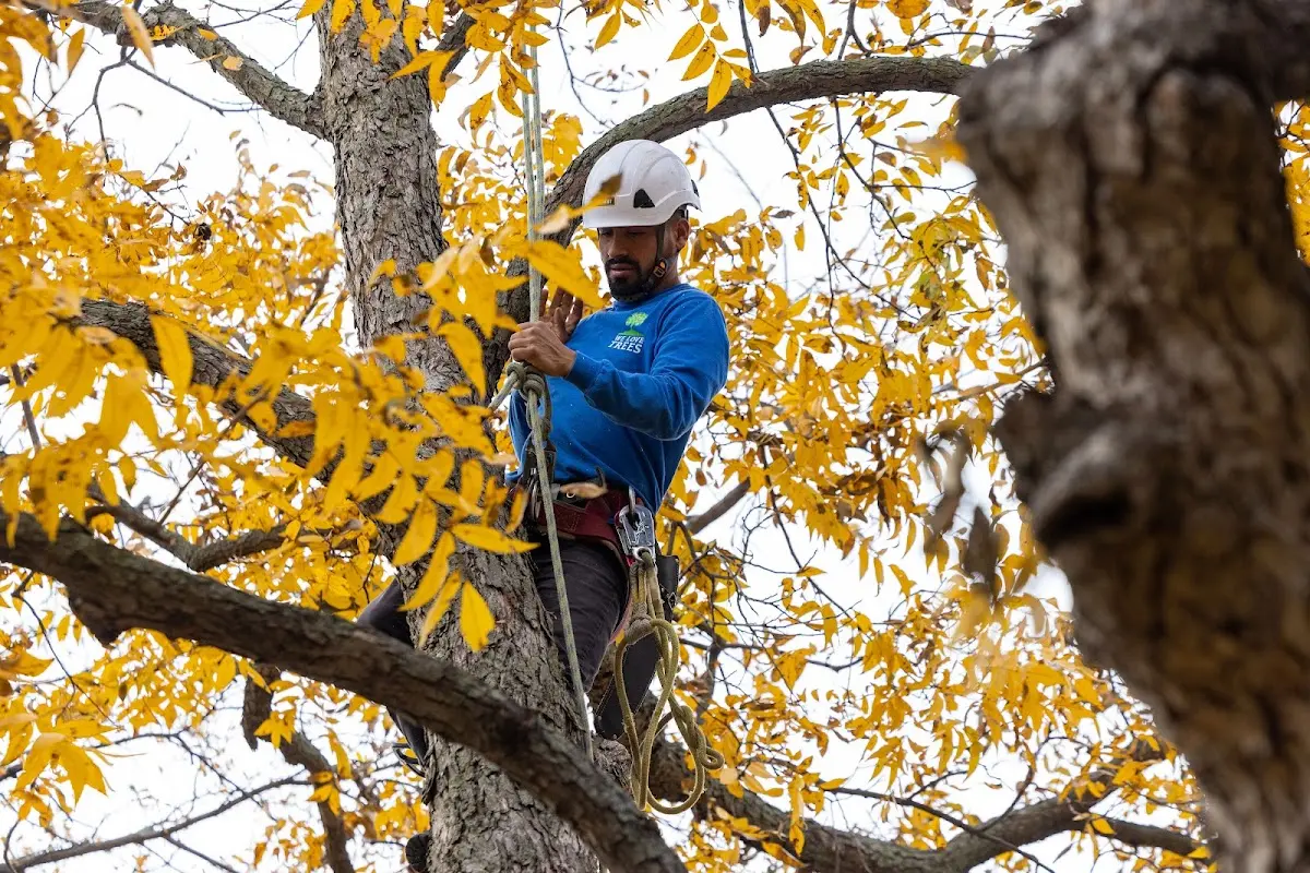Skilled Tree Pruning crew working in Englewood